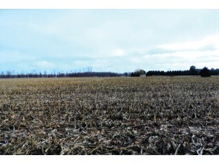 A 74+/- acre parcel of land with 51.35 acres tillable. This tract has 8+/- acres wooded and 9.87 acres in CRP programs. There is a small ditch on this property.
This parcel of land has frontage on CR 800S. - 74+/- ACRES FOR SALE IN STARKE COUNTY INDIANA