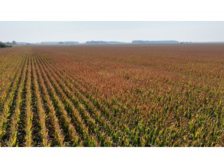 This 228+/- acre farm has excellent location, excellent soils, 224.92 acres tillable in 1 field. The farm had farm tile installed in 2012 (call sale managers for a copy of tile map), excellent yields and good road frontage.
 - LAND FOR SALE - 228+/-ACRES IN CASS COUNTY, INDIANA