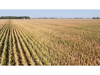 This 228+/- acre farm has excellent location, excellent soils, 224.92 acres tillable in 1 field. The farm had farm tile installed in 2012 (call sale managers for a copy of tile map), excellent yields and good road frontage.
 - LAND FOR SALE - 228+/-ACRES IN CASS COUNTY, INDIANA