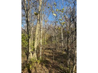 Excellent Farmland with Development Potential
Visibility from I-469
Frontage on Pleasant Center Road
Near the Ft Wayne International Airport
Public Water
Pleasant Twp
 - LAND FOR SALE - 74.30+/-ACRES OFFERED IN 1 TRACT IN ALLEN COUNTY, INDIANA