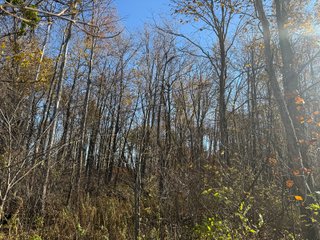 Excellent Farmland with Development Potential
Visibility from I-469
Frontage on Pleasant Center Road
Near the Ft Wayne International Airport
Public Water
Pleasant Twp
 - LAND FOR SALE - 74.30+/-ACRES OFFERED IN 1 TRACT IN ALLEN COUNTY, INDIANA