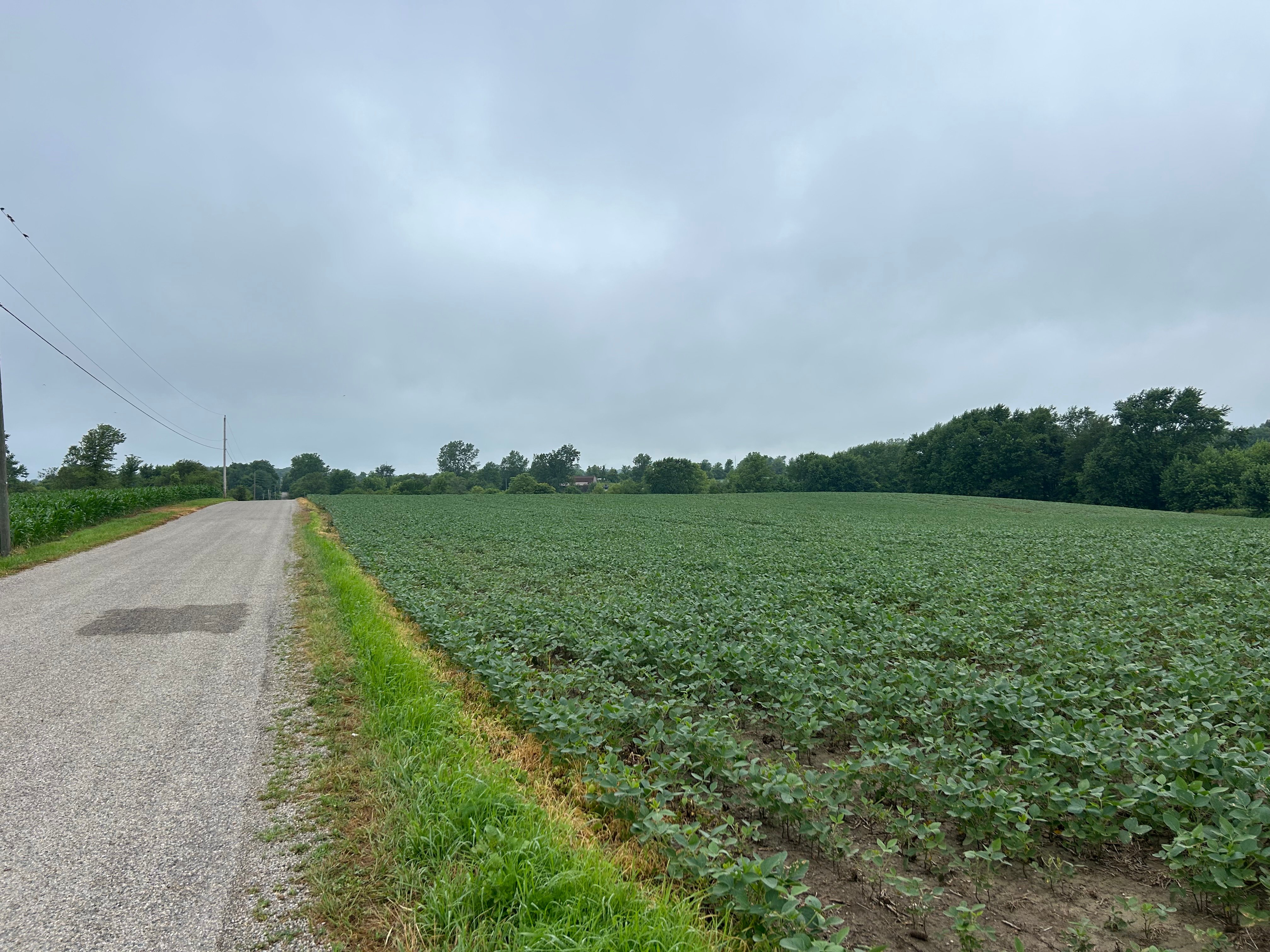 <li>52 Tillable Acres
<li>Quality Soils
<li>Excellent Drainage Outlet via Mud Creek
<li>Rolling Topography
<li>$2,024.48 Annual R.E. Taxes
<li>$114.46 Annual Ditch Taxes<br><br>

 - LAND FOR SALE - 61+/- ACRES IN MADISON COUNTY, INDIANA