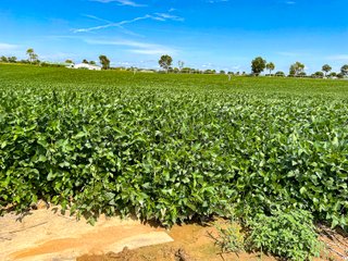 Property photo 30 - KENTUCKY FARMLAND AUCTION - 246+/-ACRES OFFERED IN 9 TRACTS IN MERCER COUNTY, KENTUCKY