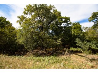 Property photo 168 - 2,950+/- CONTIGUOUS ACRES IN WOODWARD COUNTY, OKLAHOMA