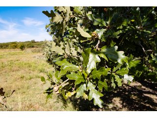 Property photo 19 - 2,950+/- CONTIGUOUS ACRES IN WOODWARD COUNTY, OKLAHOMA