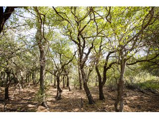 Property photo 23 - 2,950+/- CONTIGUOUS ACRES IN WOODWARD COUNTY, OKLAHOMA