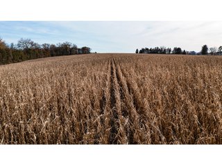 Property photo 17 - FARMLAND AUCTION - 332.9+/- ACRES OFFERED IN 5 TRACTS IN CASS COUNTY, NEBRASKA