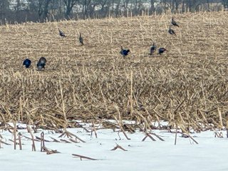 Property photo 104 - REAL ESTATE AUCTION - 169+/-ACRES OFFERED IN 13 TRACTS IN ALLEN COUNTY, INDIANA