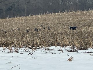 Property photo 105 - REAL ESTATE AUCTION - 169+/-ACRES OFFERED IN 13 TRACTS IN ALLEN COUNTY, INDIANA