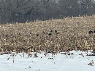 Property photo 106 - REAL ESTATE AUCTION - 169+/-ACRES OFFERED IN 13 TRACTS IN ALLEN COUNTY, INDIANA