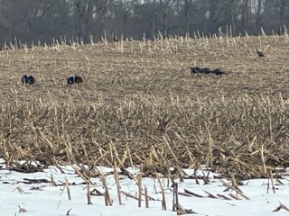 Property photo 107 - REAL ESTATE AUCTION - 169+/-ACRES OFFERED IN 13 TRACTS IN ALLEN COUNTY, INDIANA