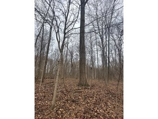Property photo 121 - REAL ESTATE AUCTION - 169+/-ACRES OFFERED IN 13 TRACTS IN ALLEN COUNTY, INDIANA