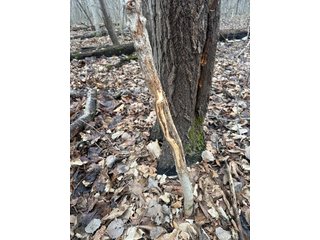 Property photo 122 - REAL ESTATE AUCTION - 169+/-ACRES OFFERED IN 13 TRACTS IN ALLEN COUNTY, INDIANA