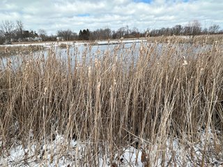 Property photo 70 - REAL ESTATE AUCTION - 169+/-ACRES OFFERED IN 13 TRACTS IN ALLEN COUNTY, INDIANA