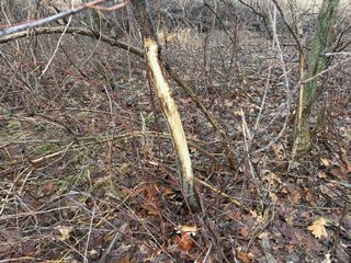 Property photo 29 - LAND AUCTION - 64+/-ACRES OFFERED IN 3 TRACTS IN CALHOUN COUNTY, MICHIGAN