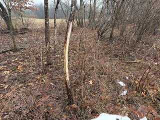 Property photo 30 - LAND AUCTION - 64+/-ACRES OFFERED IN 3 TRACTS IN CALHOUN COUNTY, MICHIGAN