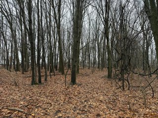 Property photo 43 - LAND AUCTION - 64+/-ACRES OFFERED IN 3 TRACTS IN CALHOUN COUNTY, MICHIGAN