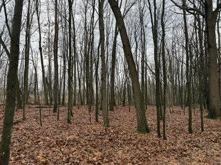 Property photo 48 - LAND AUCTION - 64+/-ACRES OFFERED IN 3 TRACTS IN CALHOUN COUNTY, MICHIGAN