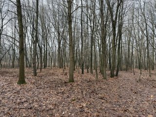 Property photo 21 - LAND AUCTION - 64+/-ACRES OFFERED IN 3 TRACTS IN CALHOUN COUNTY, MICHIGAN