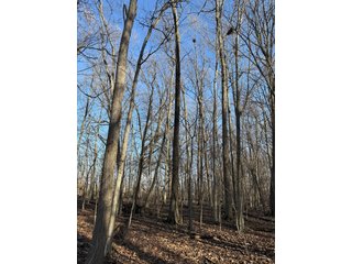 Property photo 34 - LAND AUCTION - 262+/-ACRES OFFERED IN 7 TRACTS IN WHITLEY COUNTY, INDIANA