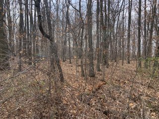 TRACT 6 - REAL ESTATE AUCTION - 79+/- ACRES OFFERED IN 6 TRACTS IN WELLS COUNTY, INDIANA