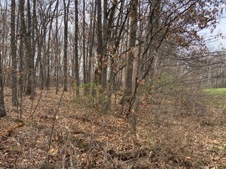 TRACT 6 - REAL ESTATE AUCTION - 79+/- ACRES OFFERED IN 6 TRACTS IN WELLS COUNTY, INDIANA