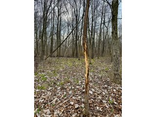 Property photo 15 - LAND AUCTION - 90+/-ACRES OFFERED IN 3 TRACTS IN DEKALB COUNTY, INDIANA