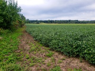 Property photo 25 - FARMLAND AUCTION - 125+/-ACRES OFFERED IN 2 TRACTS IN SANILAC COUNTY, MICHIGAN