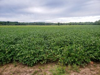 Property photo 26 - FARMLAND AUCTION - 125+/-ACRES OFFERED IN 2 TRACTS IN SANILAC COUNTY, MICHIGAN