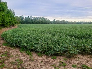 Property photo 27 - FARMLAND AUCTION - 125+/-ACRES OFFERED IN 2 TRACTS IN SANILAC COUNTY, MICHIGAN