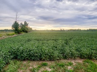 Property photo 28 - FARMLAND AUCTION - 125+/-ACRES OFFERED IN 2 TRACTS IN SANILAC COUNTY, MICHIGAN