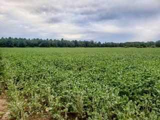 Property photo 29 - FARMLAND AUCTION - 125+/-ACRES OFFERED IN 2 TRACTS IN SANILAC COUNTY, MICHIGAN