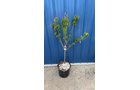 Property photo 17 - TIMED ONLINE ONLY PERSONAL PROPERTY AUCTION IN ALLEN COUNTY, INDIANA