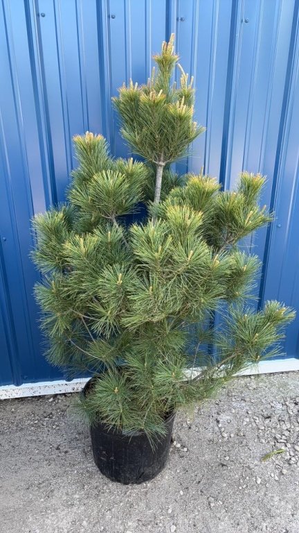 Property photo 5 - TIMED ONLINE ONLY PERSONAL PROPERTY AUCTION IN ALLEN COUNTY, INDIANA