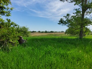Property photo 72 - LAND AUCTION - 81.55+/-ACRES OFFERED IN 2 TRACTS IN NOBLE COUNTY, INDIANA