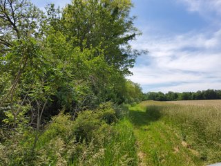 Property photo 66 - LAND AUCTION - 81.55+/-ACRES OFFERED IN 2 TRACTS IN NOBLE COUNTY, INDIANA