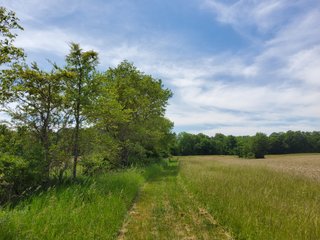 Property photo 63 - LAND AUCTION - 81.55+/-ACRES OFFERED IN 2 TRACTS IN NOBLE COUNTY, INDIANA