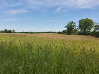 Property photo 54 - LAND AUCTION - 81.55+/-ACRES OFFERED IN 2 TRACTS IN NOBLE COUNTY, INDIANA