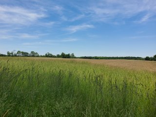 Property photo 53 - LAND AUCTION - 81.55+/-ACRES OFFERED IN 2 TRACTS IN NOBLE COUNTY, INDIANA