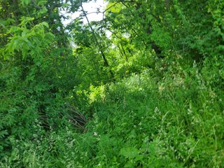 Property photo 52 - LAND AUCTION - 81.55+/-ACRES OFFERED IN 2 TRACTS IN NOBLE COUNTY, INDIANA