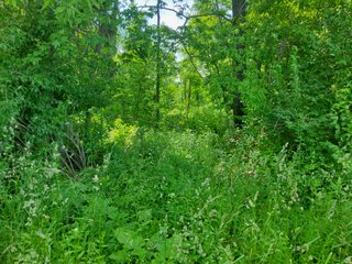 Property photo 51 - LAND AUCTION - 81.55+/-ACRES OFFERED IN 2 TRACTS IN NOBLE COUNTY, INDIANA