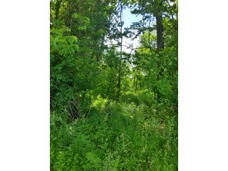 Property photo 50 - LAND AUCTION - 81.55+/-ACRES OFFERED IN 2 TRACTS IN NOBLE COUNTY, INDIANA
