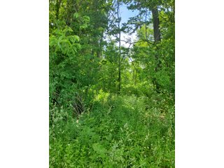 Property photo 49 - LAND AUCTION - 81.55+/-ACRES OFFERED IN 2 TRACTS IN NOBLE COUNTY, INDIANA