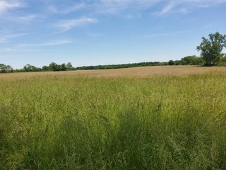 Property photo 48 - LAND AUCTION - 81.55+/-ACRES OFFERED IN 2 TRACTS IN NOBLE COUNTY, INDIANA