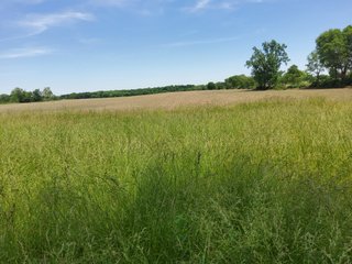 Property photo 47 - LAND AUCTION - 81.55+/-ACRES OFFERED IN 2 TRACTS IN NOBLE COUNTY, INDIANA