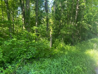 Property photo 30 - LAND AUCTION - 81.55+/-ACRES OFFERED IN 2 TRACTS IN NOBLE COUNTY, INDIANA