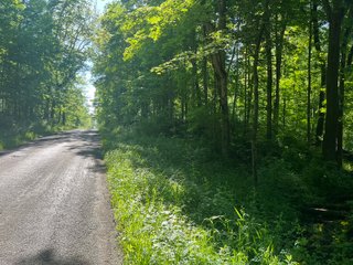 Property photo 41 - LAND AUCTION - 81.55+/-ACRES OFFERED IN 2 TRACTS IN NOBLE COUNTY, INDIANA