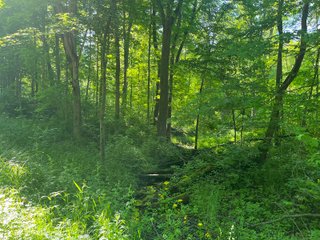 Property photo 34 - LAND AUCTION - 81.55+/-ACRES OFFERED IN 2 TRACTS IN NOBLE COUNTY, INDIANA