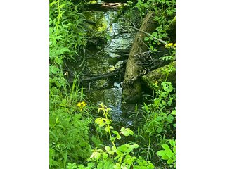 Property photo 35 - LAND AUCTION - 81.55+/-ACRES OFFERED IN 2 TRACTS IN NOBLE COUNTY, INDIANA