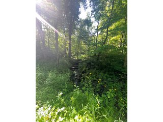 Property photo 33 - LAND AUCTION - 81.55+/-ACRES OFFERED IN 2 TRACTS IN NOBLE COUNTY, INDIANA